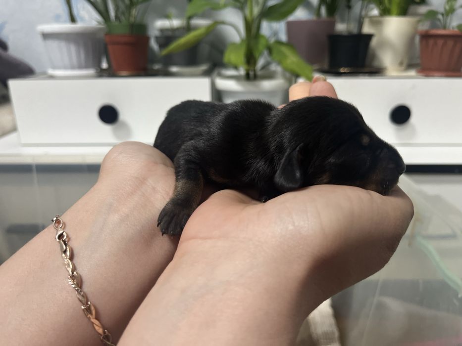 Щенки таксы (бронь)