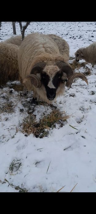 Vând 10 oi și un berbec