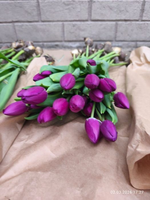 Тюльпаны Қызғалдақ гул цветы гүл