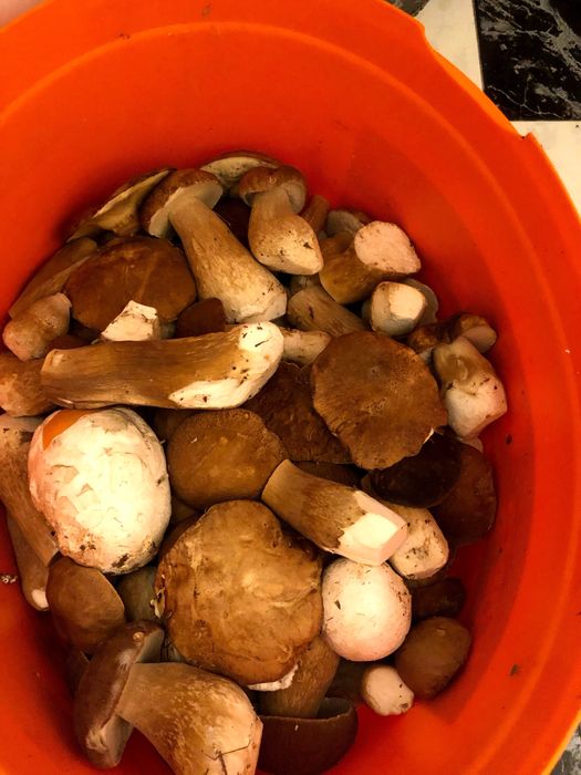 (Funghi Porcini)  Hribi - Pitoance - prăjite in ulei și suc propriu