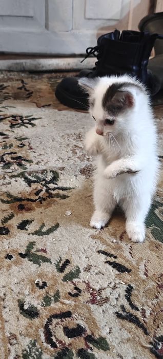 Отдам котят инвалидов