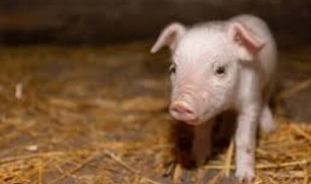 Продам срочно  породистых поросят.