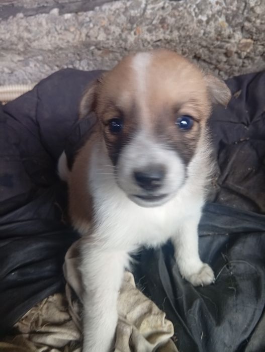 Отдаю щенков добрые руки