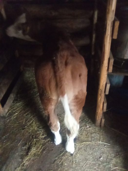 Vând vitea baltata românească