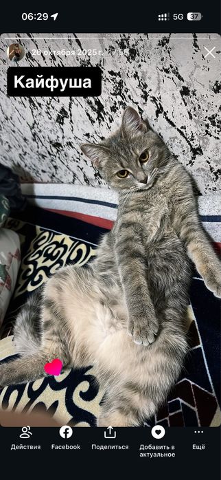 Отдам в добрые руки