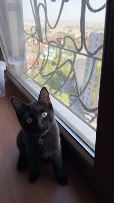 Черный котик, 4,5 месяца