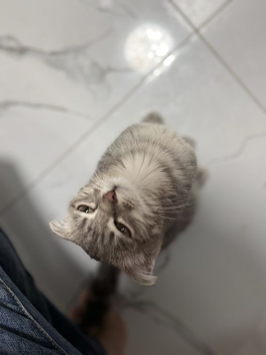 Шотландская вислоуха кошка