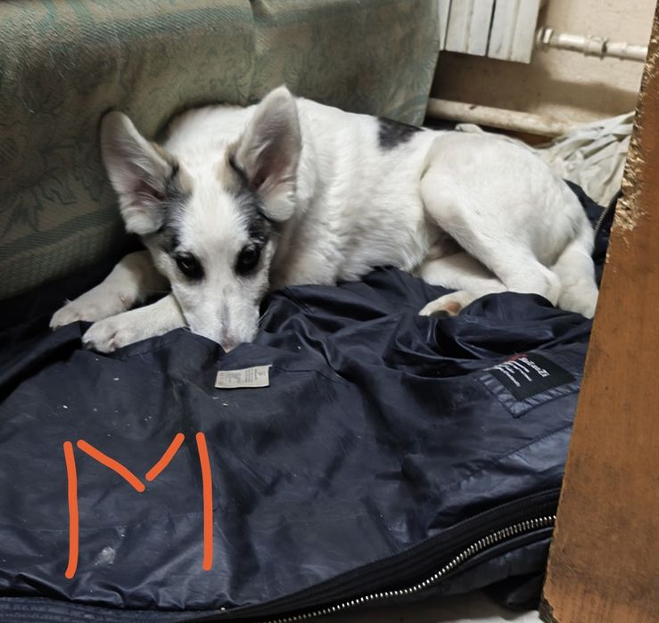 Бесплатно отдам щенка