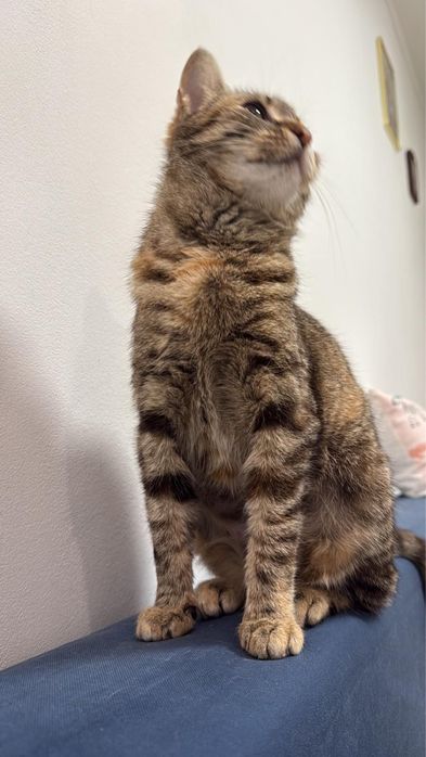 Ofer 2 pisici spre adoptie