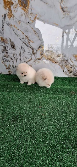 Померан Бебета пумеран