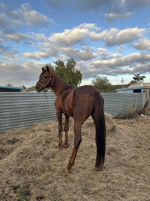 Жеребец кустанаец
