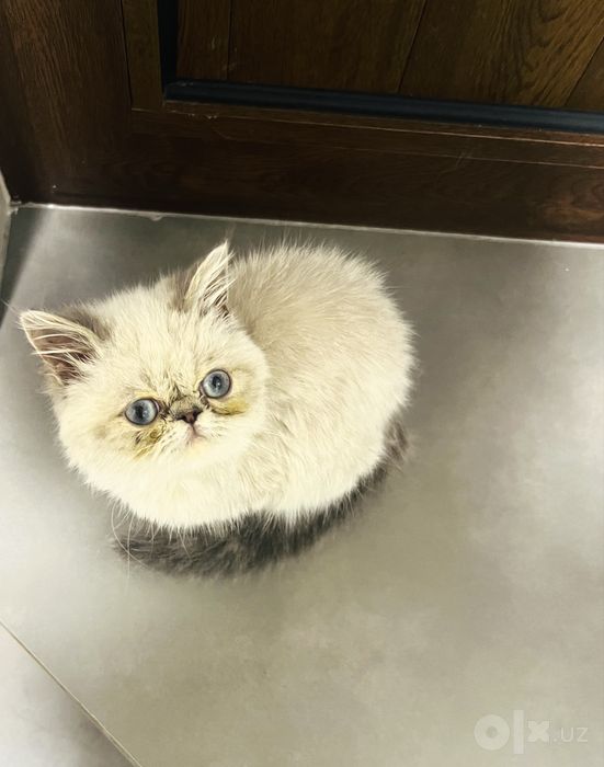 Экзот короткошерстный мальчик