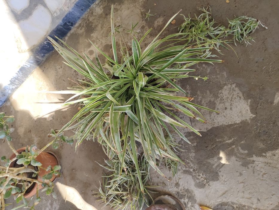 Tuvak gullar manzarali gul