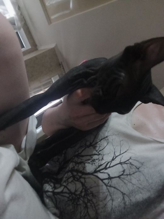 Ищем сфинкса мальчика для сводки