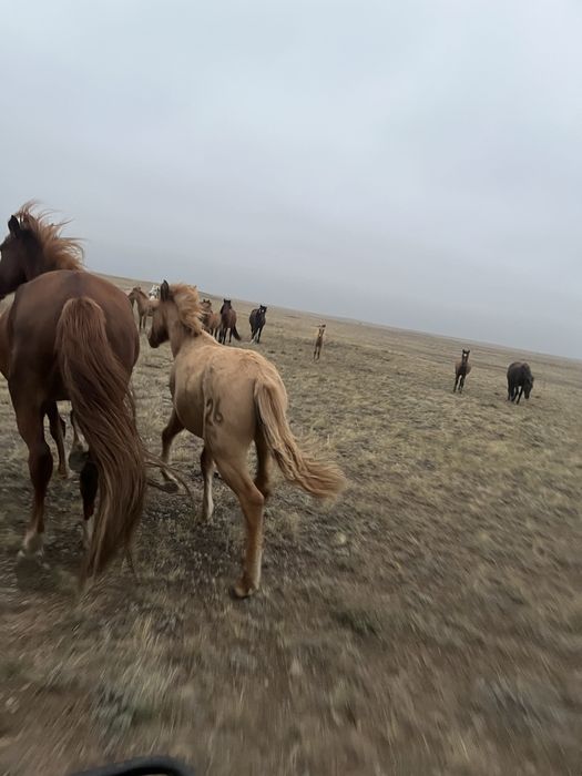 Продам жабагы мальчик