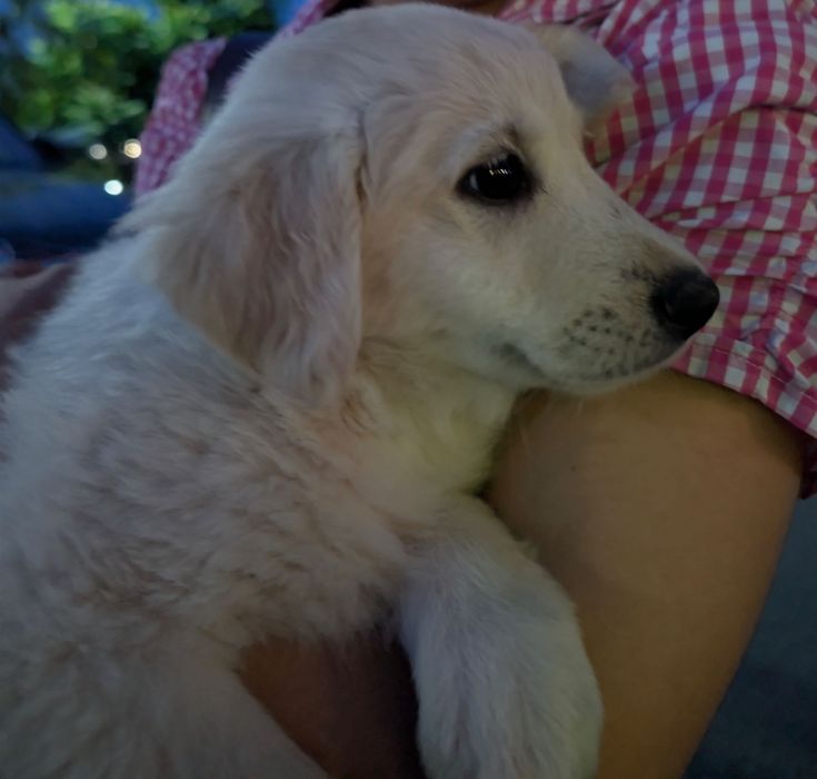 Adopție pui golden retriever