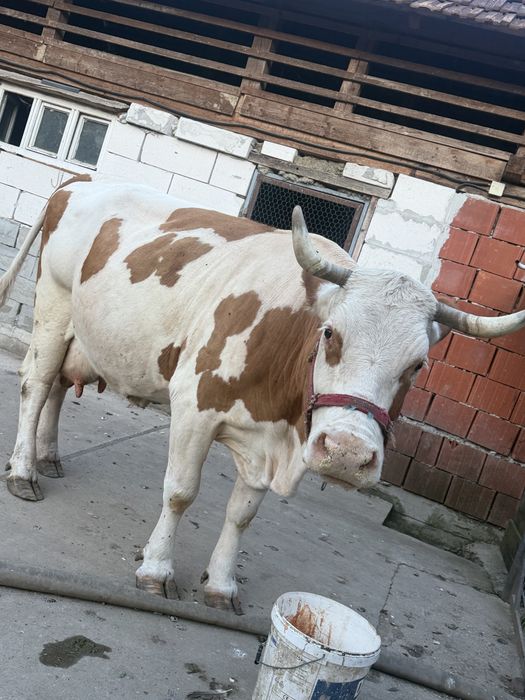 Vaca de vanzare!