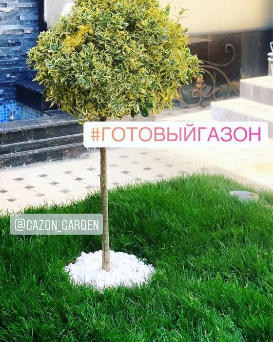 Натуральные Газоны прямо с плантации + доставка + установка