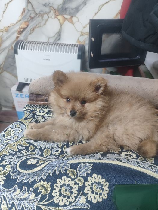 Продам шпица,мальчик 2,5месчца