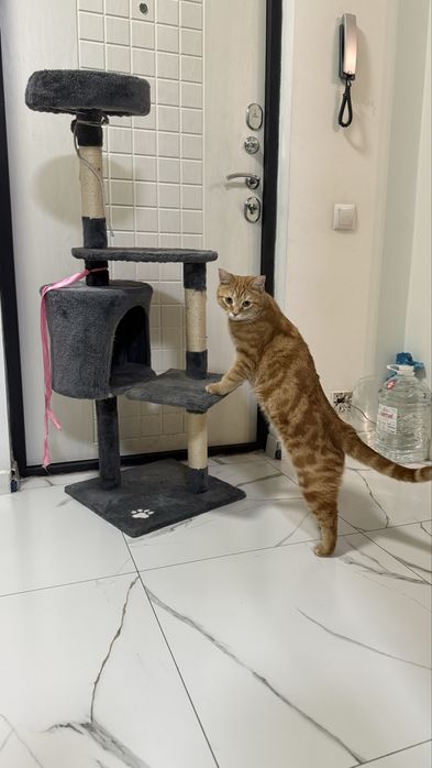 Домик когтеточка для кошки кота котенка