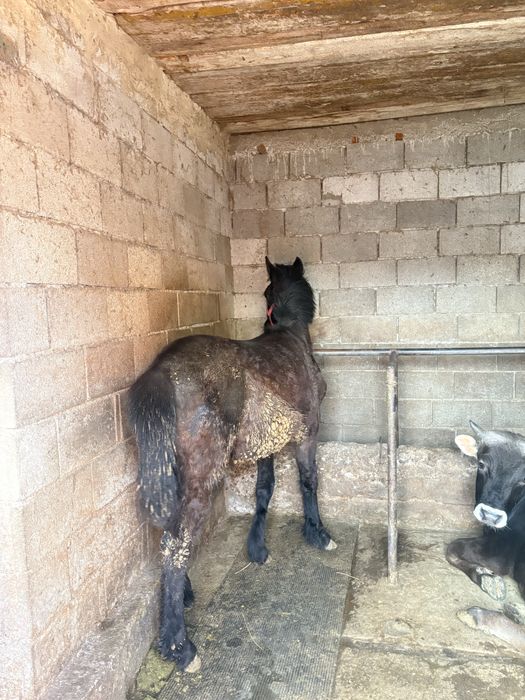 Продам  хорошего тайчика