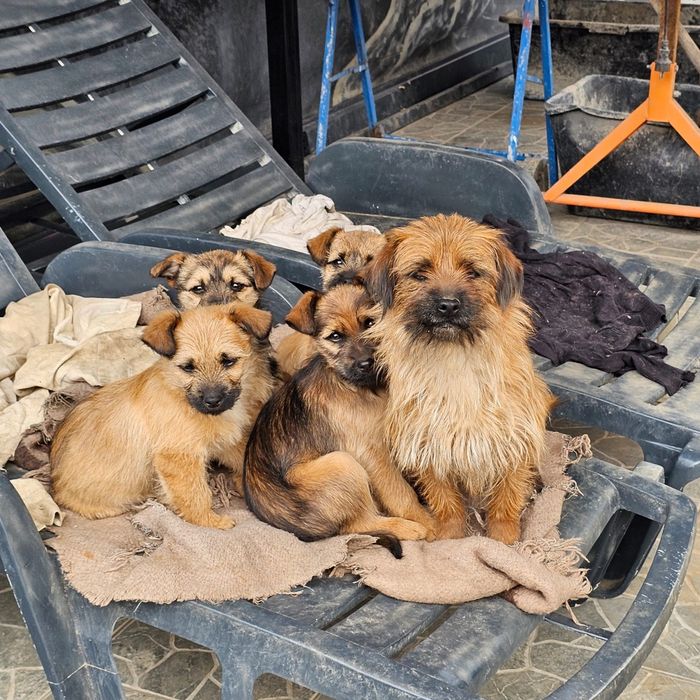 DONEZ 3 căței vaccinați, deparazitati