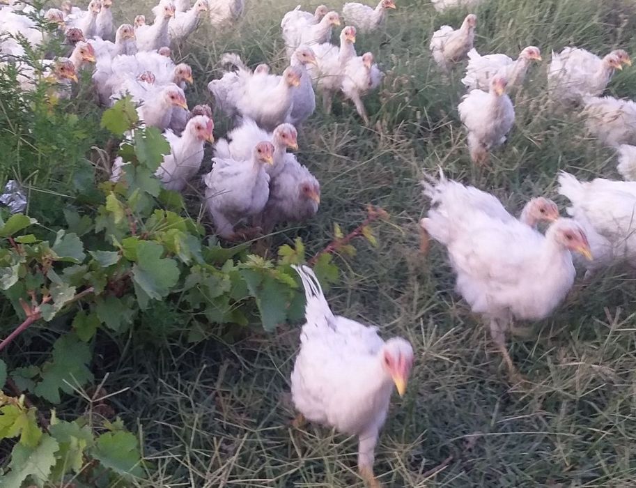 Jujalar sotiladi hammasi sog'lom