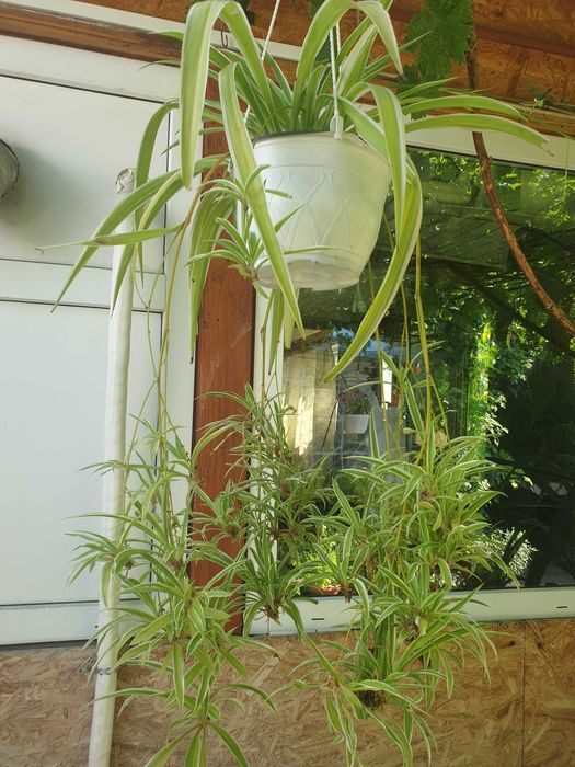 Vand plante la ghiveci