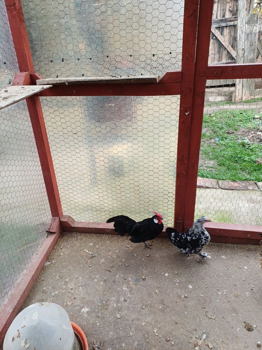 Gainute pitice diferite rase