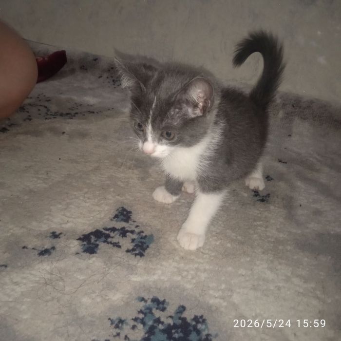 Отдаем котенков в хорошие руки