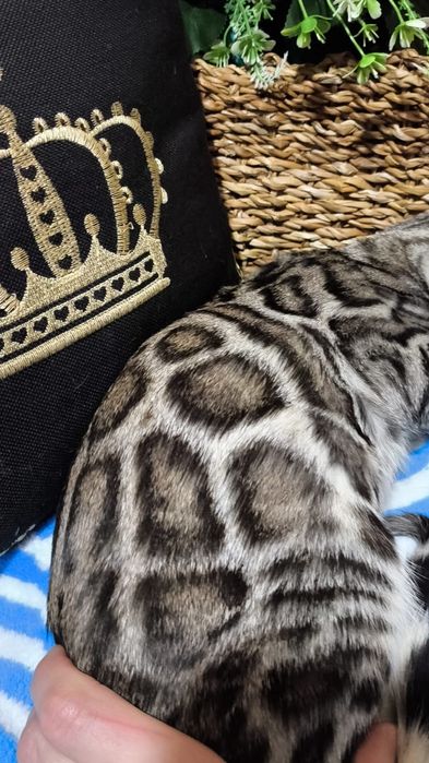 Бенгальский  СЕРЕБРЯНЫЙ мальчик