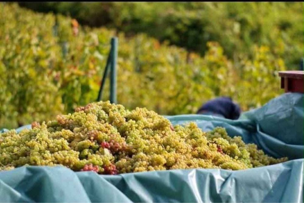 Vindem strguri pentru vin soiuri nobile Pentru un vin bun