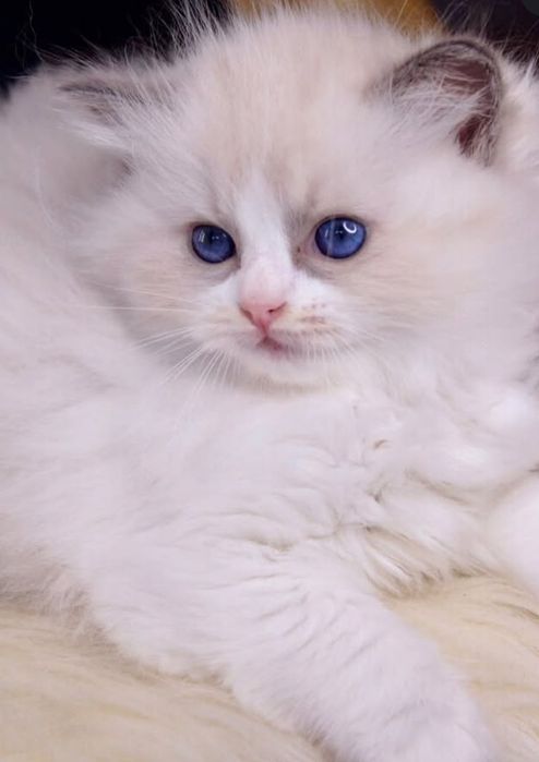 Регдоллы чистокровные