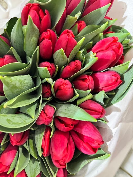 Предзаказ на тюльпаны высшего сорта по 700