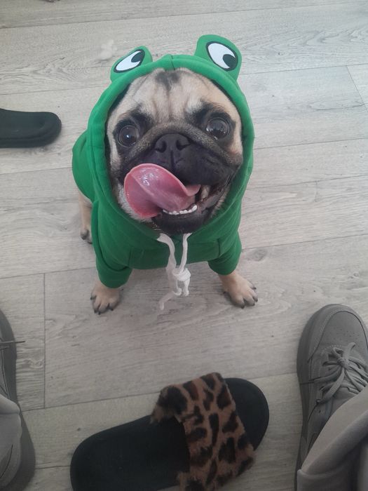 Вязка мопс документами