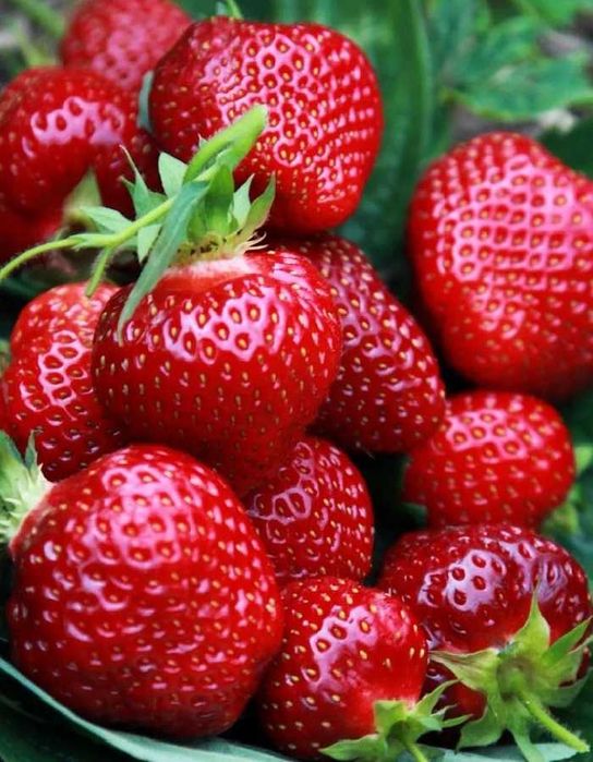 Промоция ФАНТАСТИЧЕН РАЗСАД Малини и Ягоди от Производител