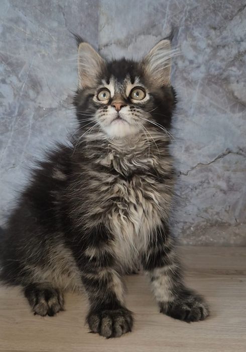 Котята породы Мейн-кун