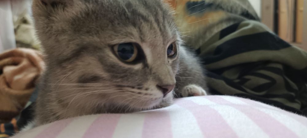Отдам котят в хорошии руки