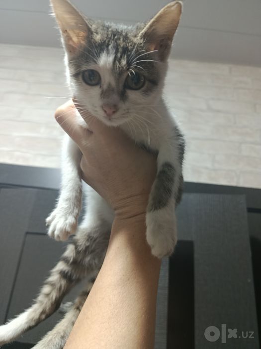 Котенок ищет добрых и любящих хозяев