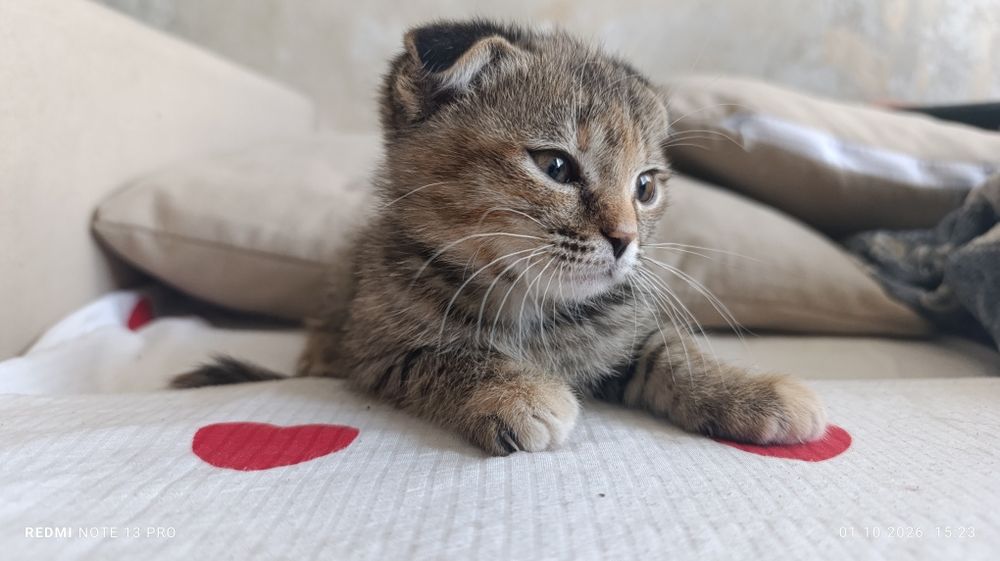 Отдам вислоухих котят в добрые руки