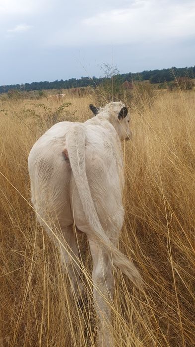 Vând viţei , pret usor negociabil