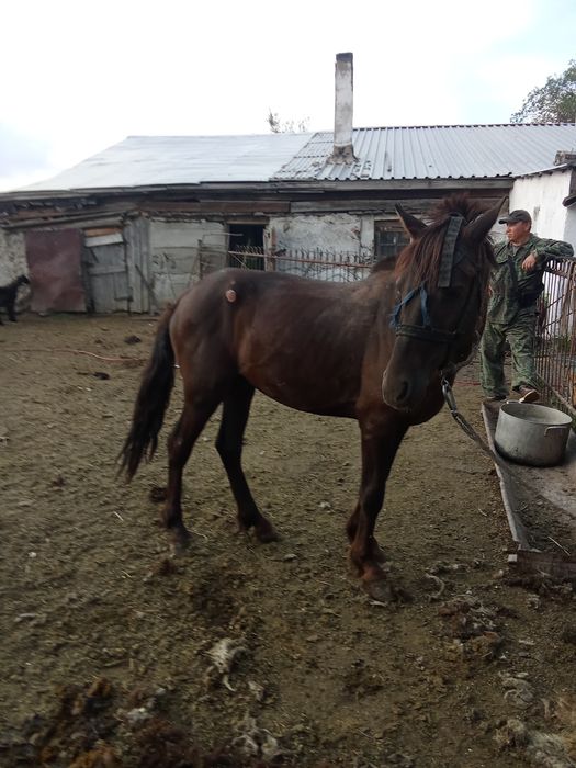 Продам кунана  спакоиный