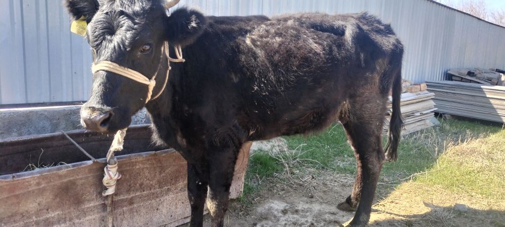 Кашар сатылады ..