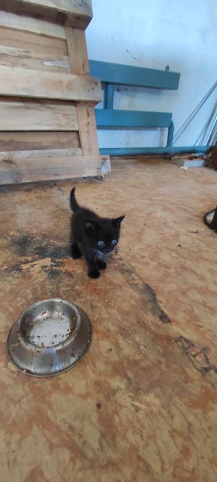 Котята от кошки крысоловки