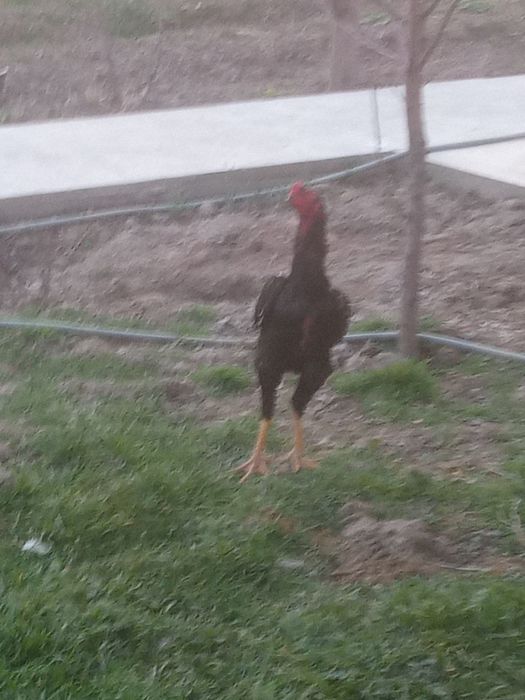 Dakan xoroz sotiladi