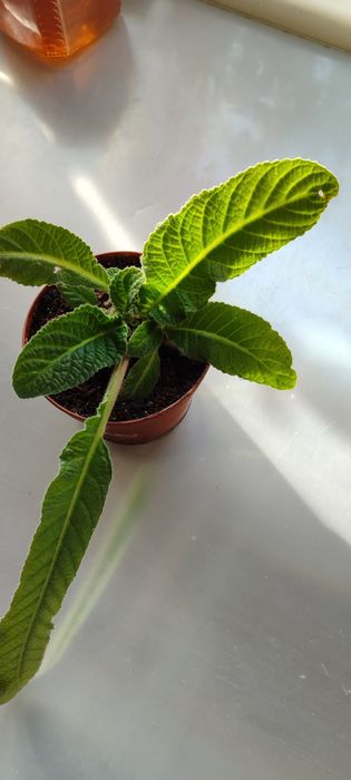 Стрептокарпус  сортовые