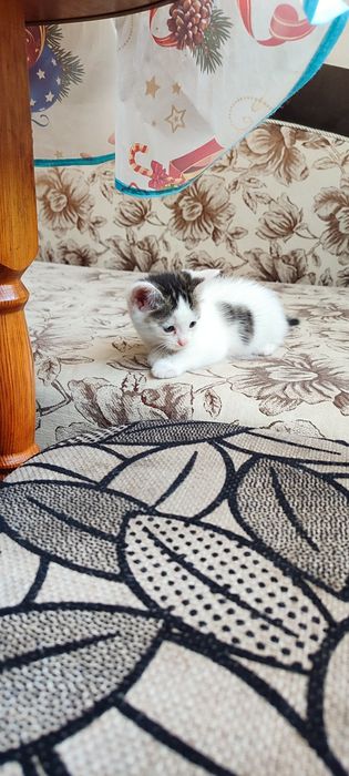 Отдам красивых котят