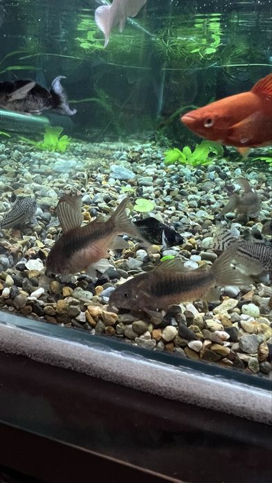 Коридорас вуалевый