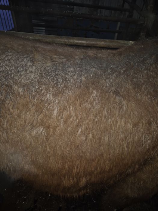 Тайлар с откорма по 550000