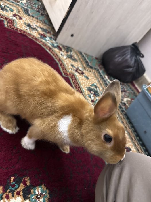 Karlik quyon sotiladi